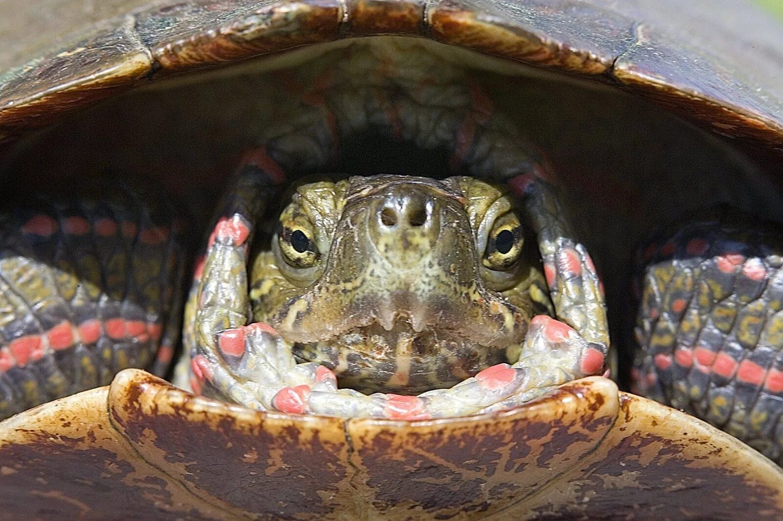 Turtle x. Челюсть черепахи красноухой. Зубы красноухой черепахи. Красноухая черепаха морда. Челюсть красноухой черепахи зубы.
