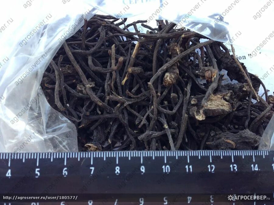 морозник кавказский корень. корень морозника. морозник краснеющий сырье. корень морозника. морозника кавказского корневища.