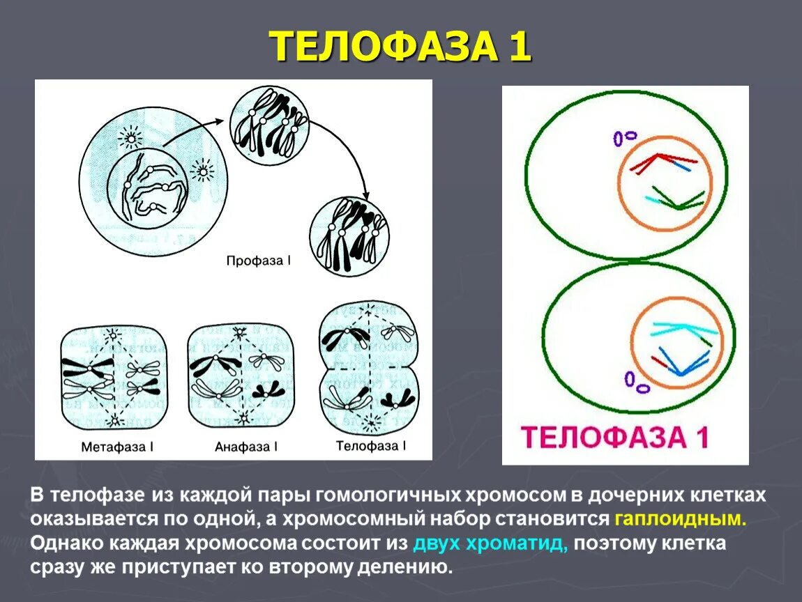 Что для метафазы митоза характерно?