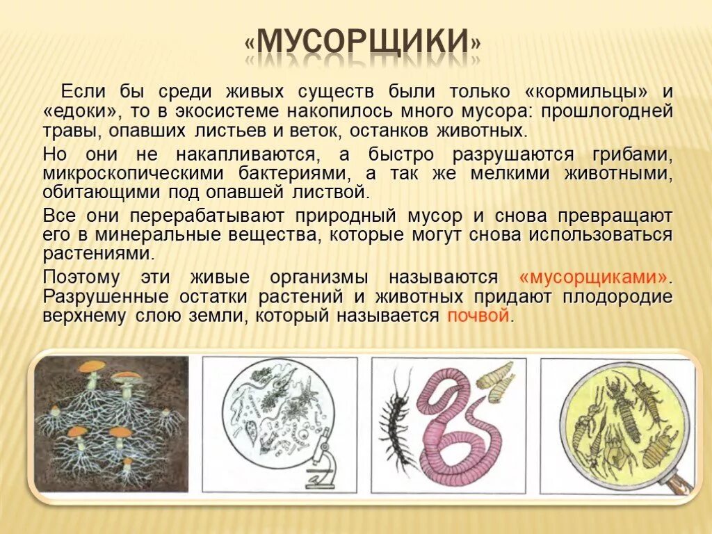 Какую роль играют живые организмы в экосистеме. Продуценты консументы и редуценты это. Какую роль играют живые организмы в экосистеме. Функциональные группы организмов. Группы живых организмов в экосистеме.