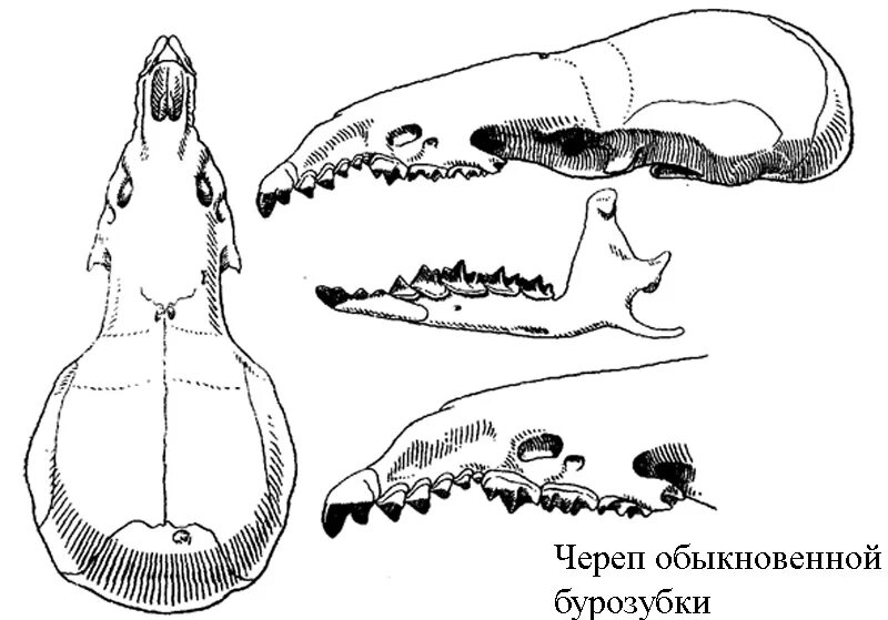 Череп бурозубки обыкновенной. Зубная формула бурозубки. Череп насекомоядных зубная формула. Зубная формула насекомоядных