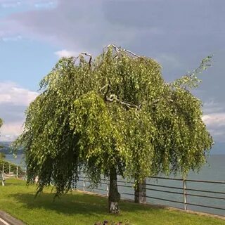 Береза юнги