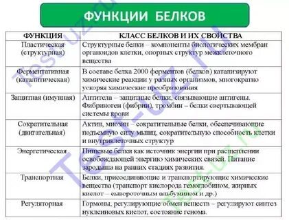 Выберите из списка белки