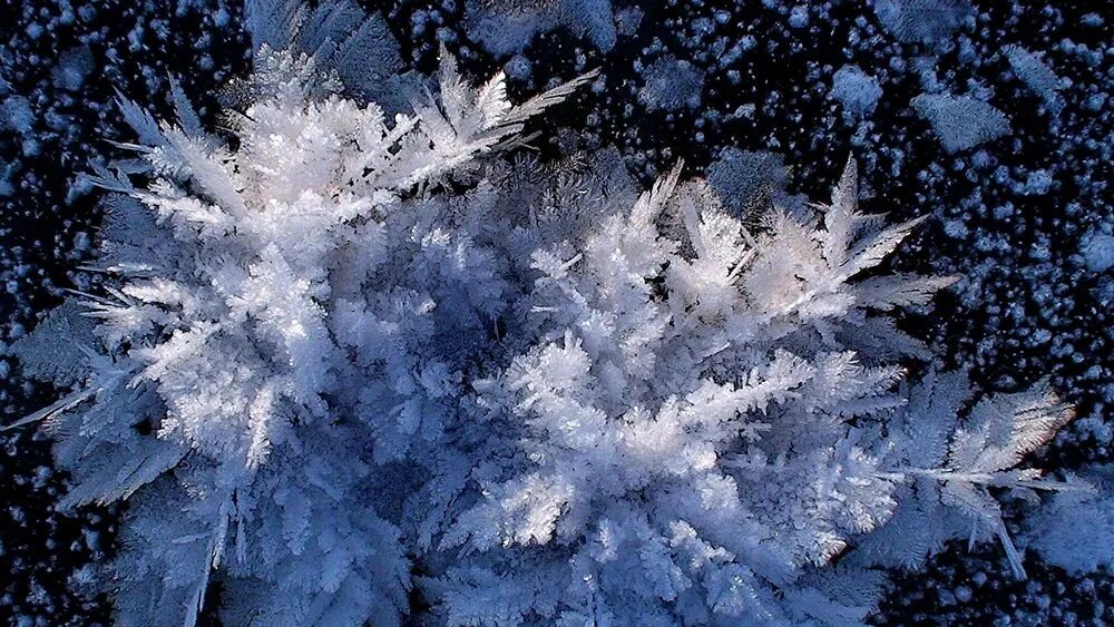 Изморозь и изморось. Блеск инея. Иний. Снег макросъемка. Ветки в снегу.