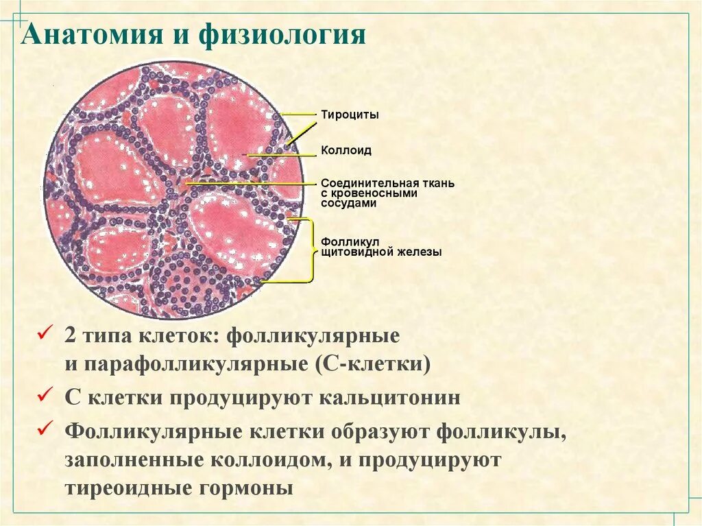 Строение щитовидной железы фолликулы с клетки. Фолликулярные и парафолликулярные клетки щитовидной железы. Строение щитовидной железы фолликулы коллоид. Структура фолликулов щитовидной железы. Фолликул тироцита