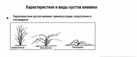 Расстояние посадки ежевики