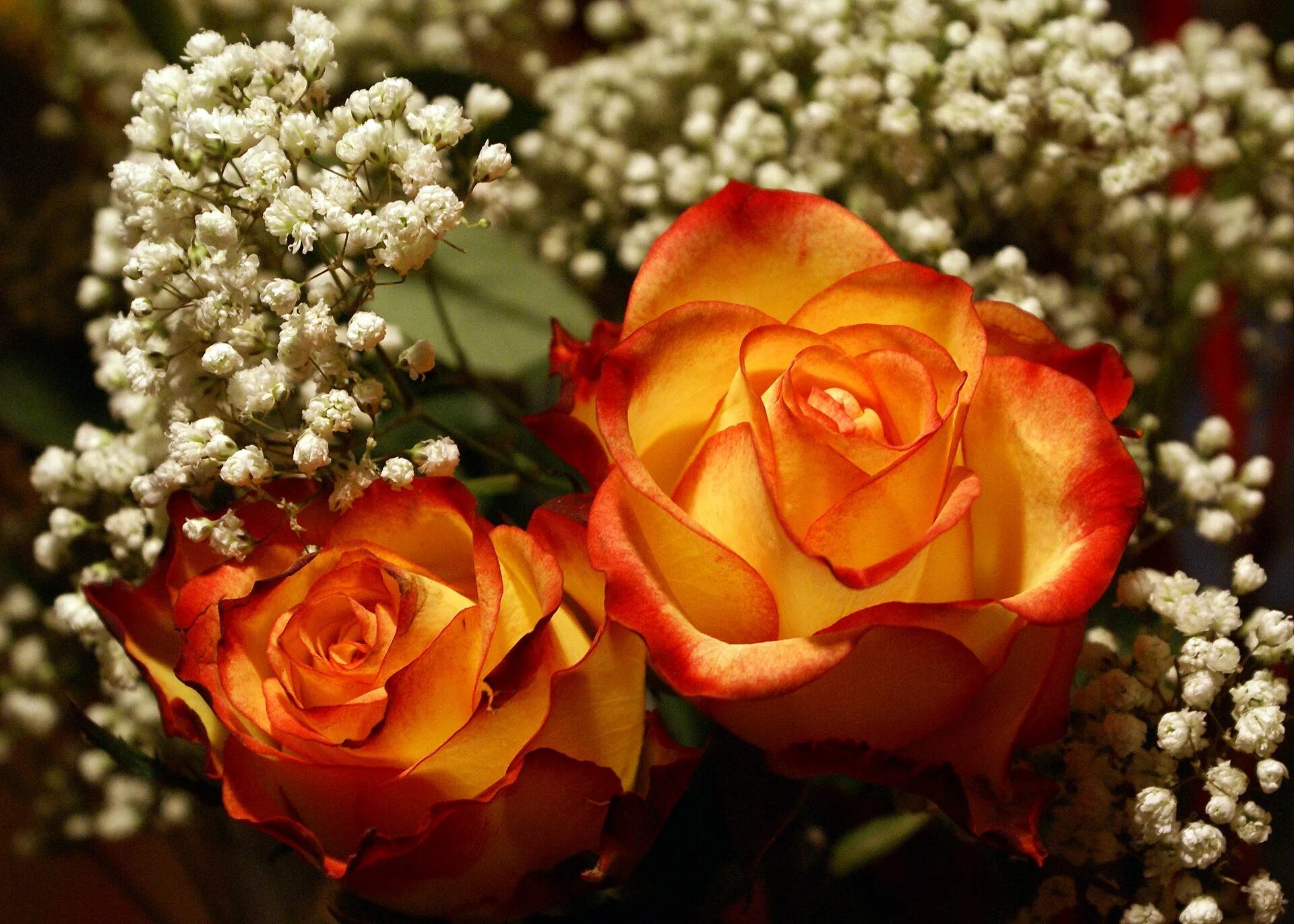 Роза грандифлора. Роза шикарная. Букет роз с росой. Утонченные красивые розы.