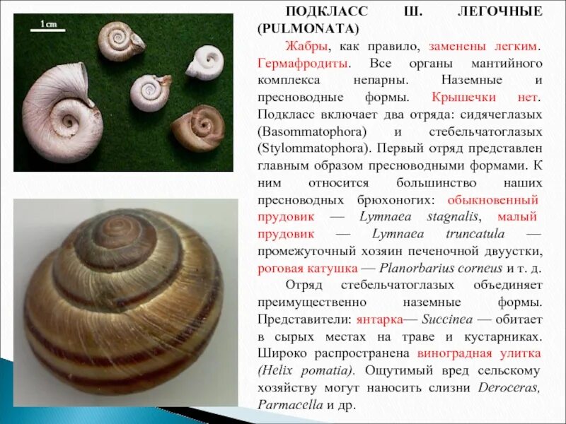 Coretus corneus. Planorbarius corneus. Килевая катушка моллюск. Строение раковины роговой катушки. Жаворонка лужанка симметрия раковины строение.