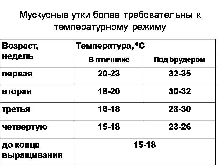 Температурный режим содержания утят. Температура содержания утят индоуток. Температурный режим для утят мулардов. Режим инкубации мускусных уток в инкубаторе таблица.