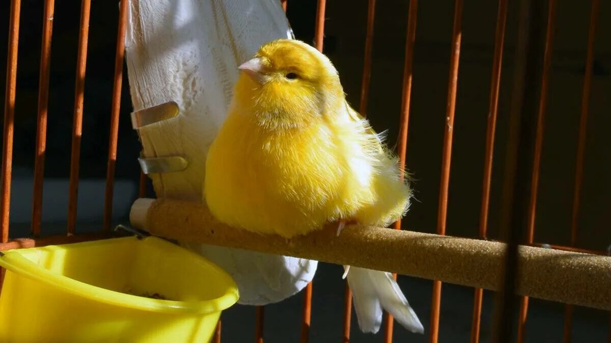 Канарейка. Гарцский роллер канарейка. Птенцы канарейки. Кенар кенар. Вьюрок канареечный.
