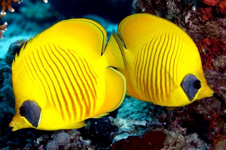 Parupeneus cyclostomus. Полосатая рыбка в красном море. Жёлтая длиннорылая рыба-бабочка. Рыба бабочка средиземное море. Бабочка пинцет-хелмон (носатый хелмон).
