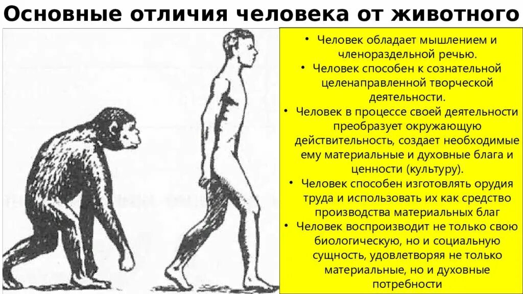Что отличает от обезьян. Отличия и различия человека и животных. Различие животных от человека. Различия человека и обезьяны. Различие человека от животного.