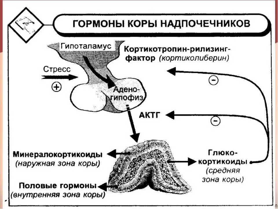 Механизм действия гормонов коры надпочечников. Механизм действия гормонов надпочечников схема. Регуляция выработки гормонов надпочечников. Схема регуляции секреции глюкокортикоидов. Надпочечники гормон роста