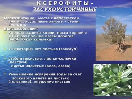 Какие черты приспособленности к недостатку влаги