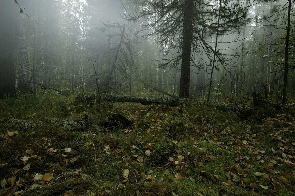 Кругом была глушь. Болото трясина Тайга. Непролазная Сибирская Тайга. Заболоченная Тайга Западной Сибири. Вепсский лес Леший.