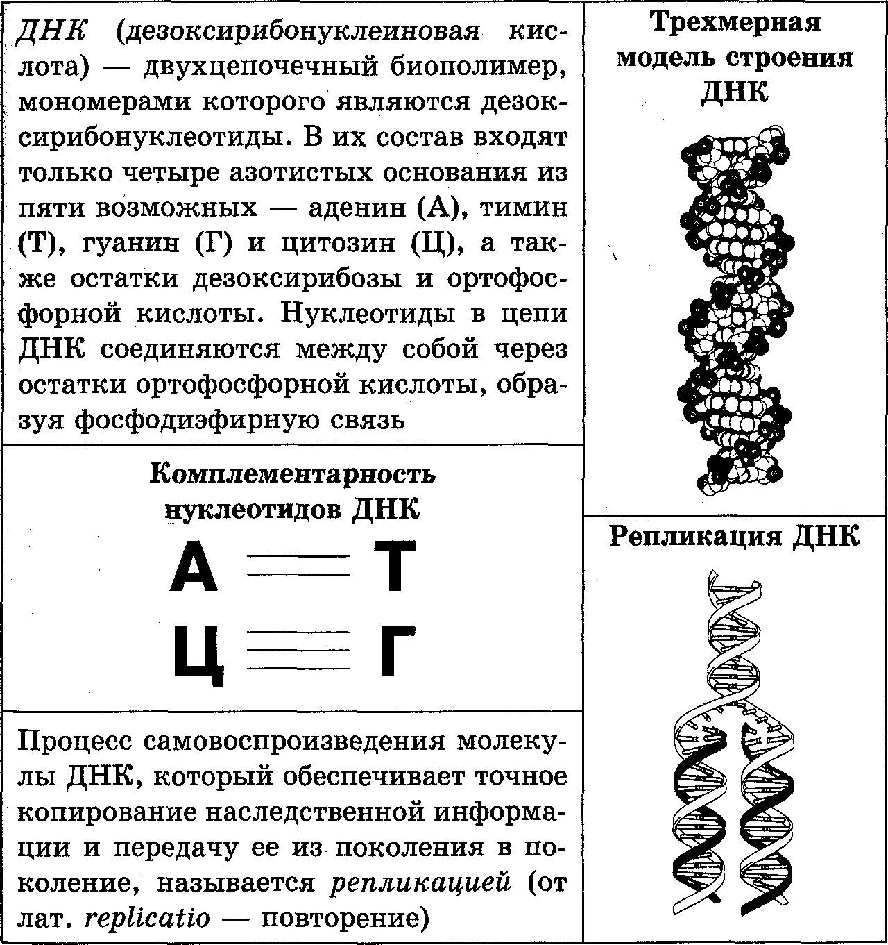 Характеристика структуры днк. Структура ДНК двухцепочечная. Особенности строения ДНК. Молекула ДНК строение и функции таблица. Молекула ДНК биополимер мономерами которого служат.