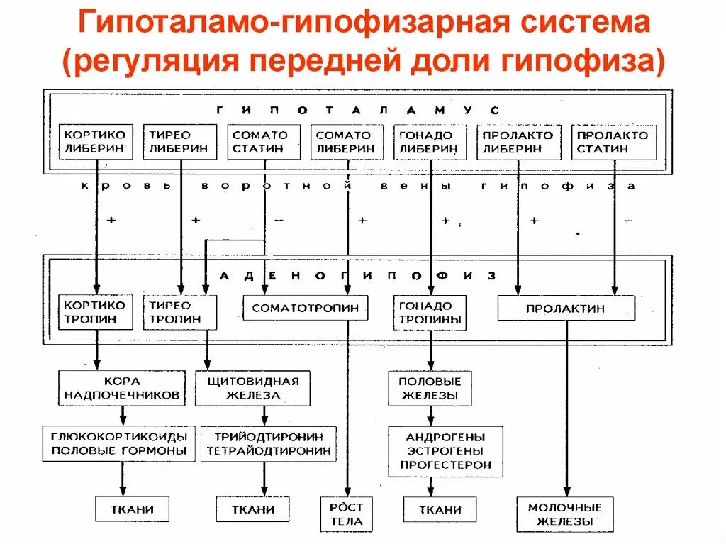 В работе гипоталамо гипофизарной системы заложен принцип. Гипоталамо-гипофизарная система гормоны схема. Схема организации гипоталамо-гипофизарной системы. Гипоталамо-гипофизарная система функции. Схема регуляции гипоталамо-гипофизарной системы.