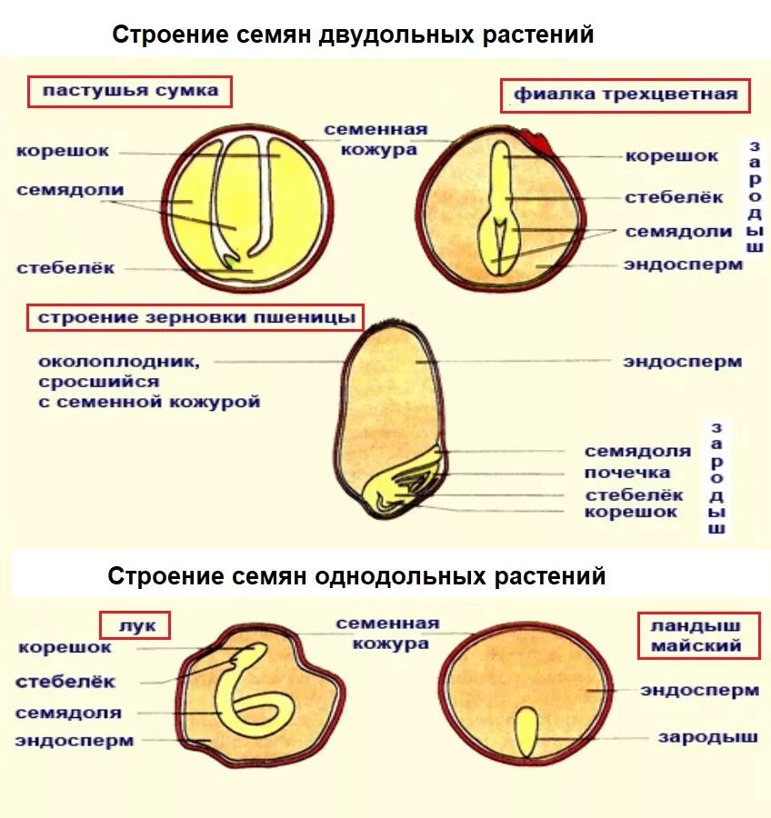 Строение семени покрытосеменных. Строение однодольного семени. Строение зародыша семени однодольных. Строение семени однодольного растения. Строение семян однодольных и двудольных растений.