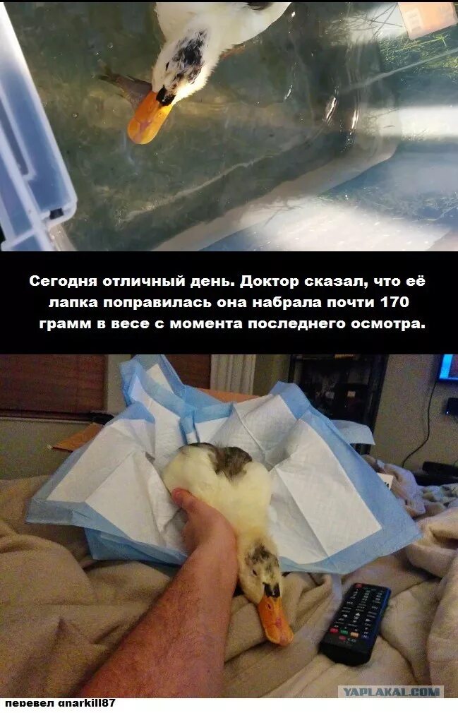 Спасение уточки. Спасение уточки