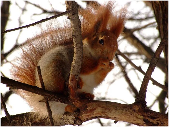 в дупле живет. дупло белки беличье дупло рисунок. в лесу живут белки каждый из которых. в лесу живут белки каждый из которых. белки живут.
