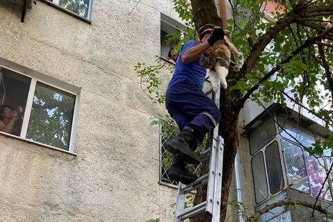 В новороссийске кошка