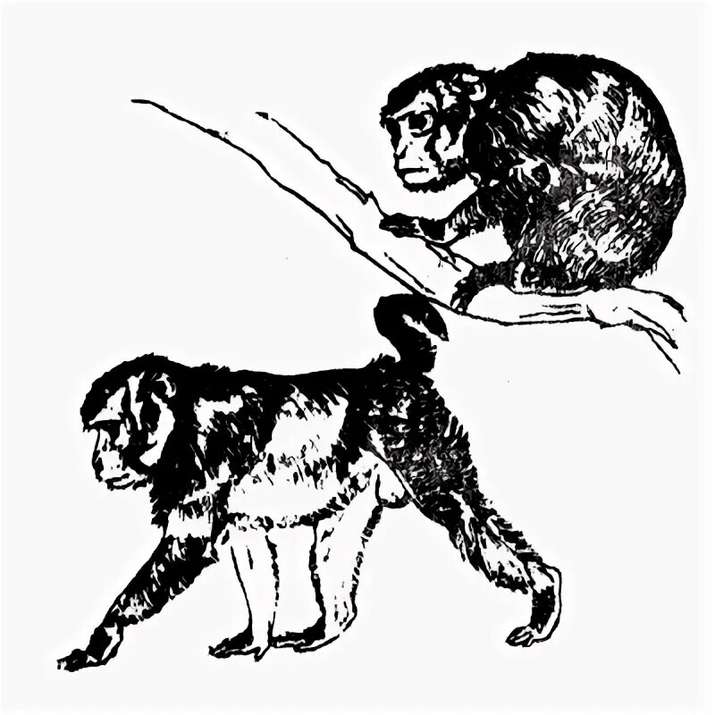 Поза подчинения у животных. Доминирующие позы у животных. Этология собак. Поведение животных рисунок.