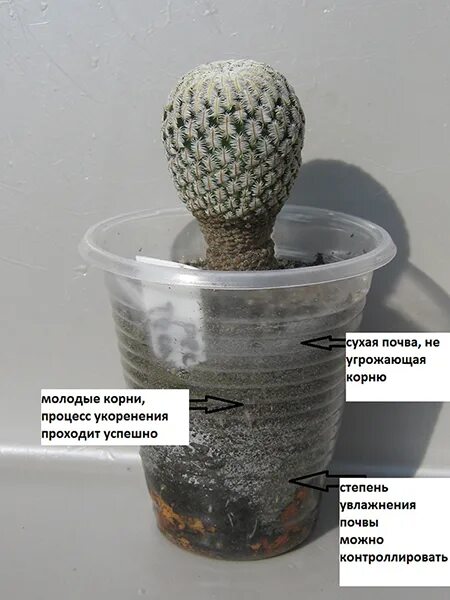 Какие условия необходимы кактусу