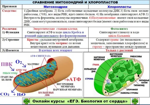 3 признака хлоропластов. Хлоропласты строение и функции. Функции митохондрий и пластид. Митохондрии и хлоропласты таблица строение и функции. Цитоскелет митохондрии хлоропласты.