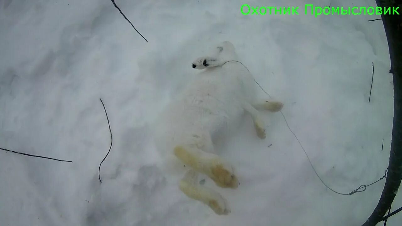 Как ставить петли на зайца зимой правильно. Охота на зайца беляка петлями. петли для ловли зайцев зимой. ловля силками зайца.
