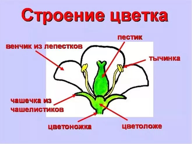 Строение цветка самостоятельная