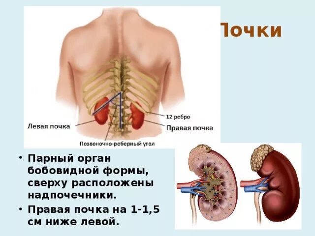 Правая и левая почки расположены. Правая почка. Правая почка меньше левой