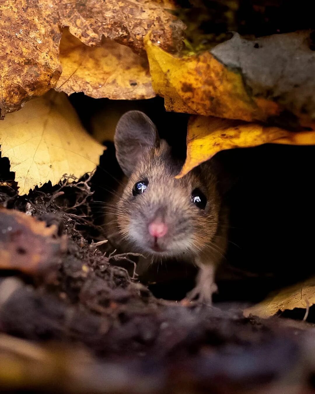 Mouse looking