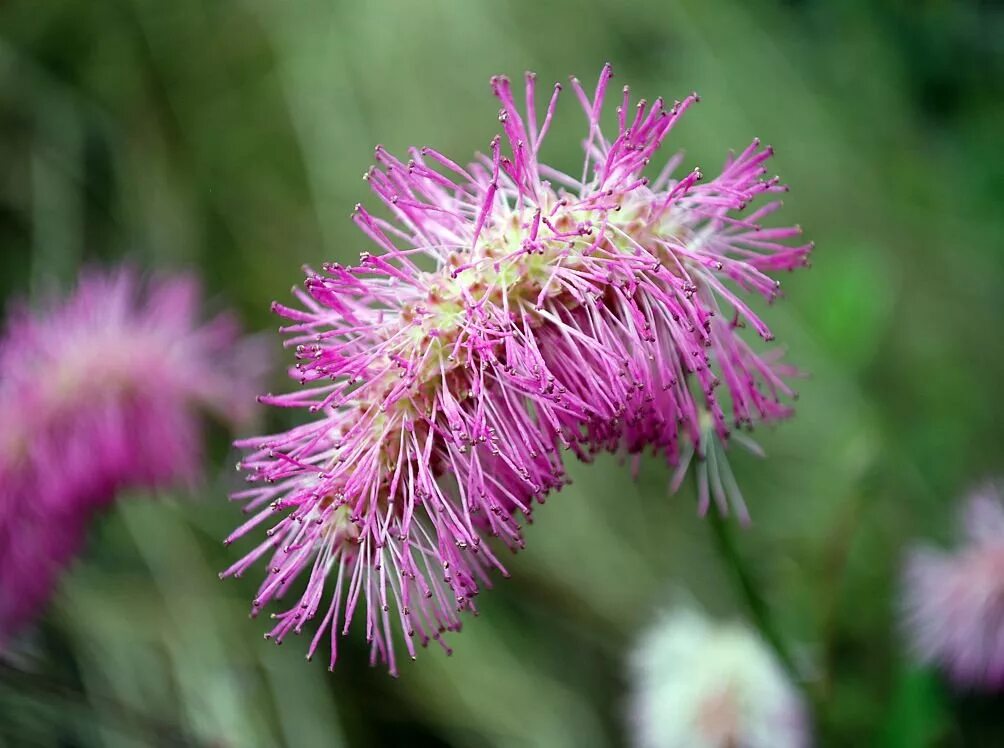 Кровохлебка. Кровохлебка растение. Кровохлебка Sanguisorba. Кровохлебка Танна.