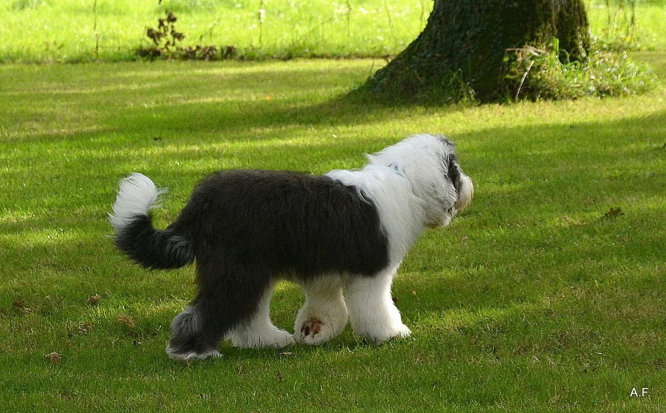 Razas de perros, Bobtail - YouTube
