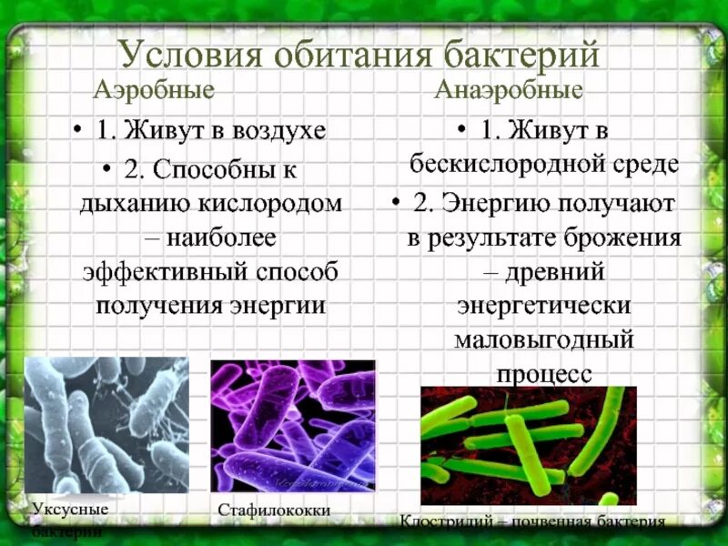 Микроорганизмы их строение и значение для человека