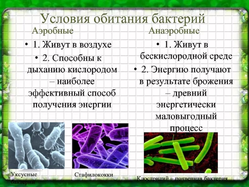Среди бактерий встречаются. Бактерии презентация. Общая характеристика бактерий. Бактерии обитают. Условия жизни бактерий.