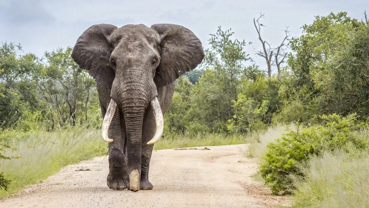 An elephant can run. Африканский слон слон. Бивни африканского слона. Саванный слон. Африканский саванский слон.