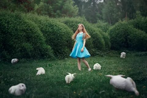 Алиса для животных