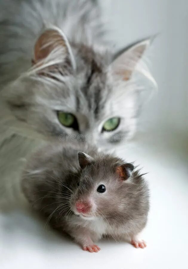 Милые котята и хомячки. Кошка и хомяк. Котята и хомячки. Хомячок и котенок. Кошка и хомяк.