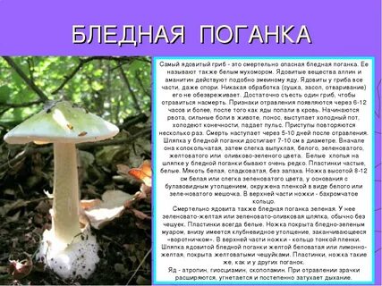 Сообщение о ядовитых грибах 3 класс