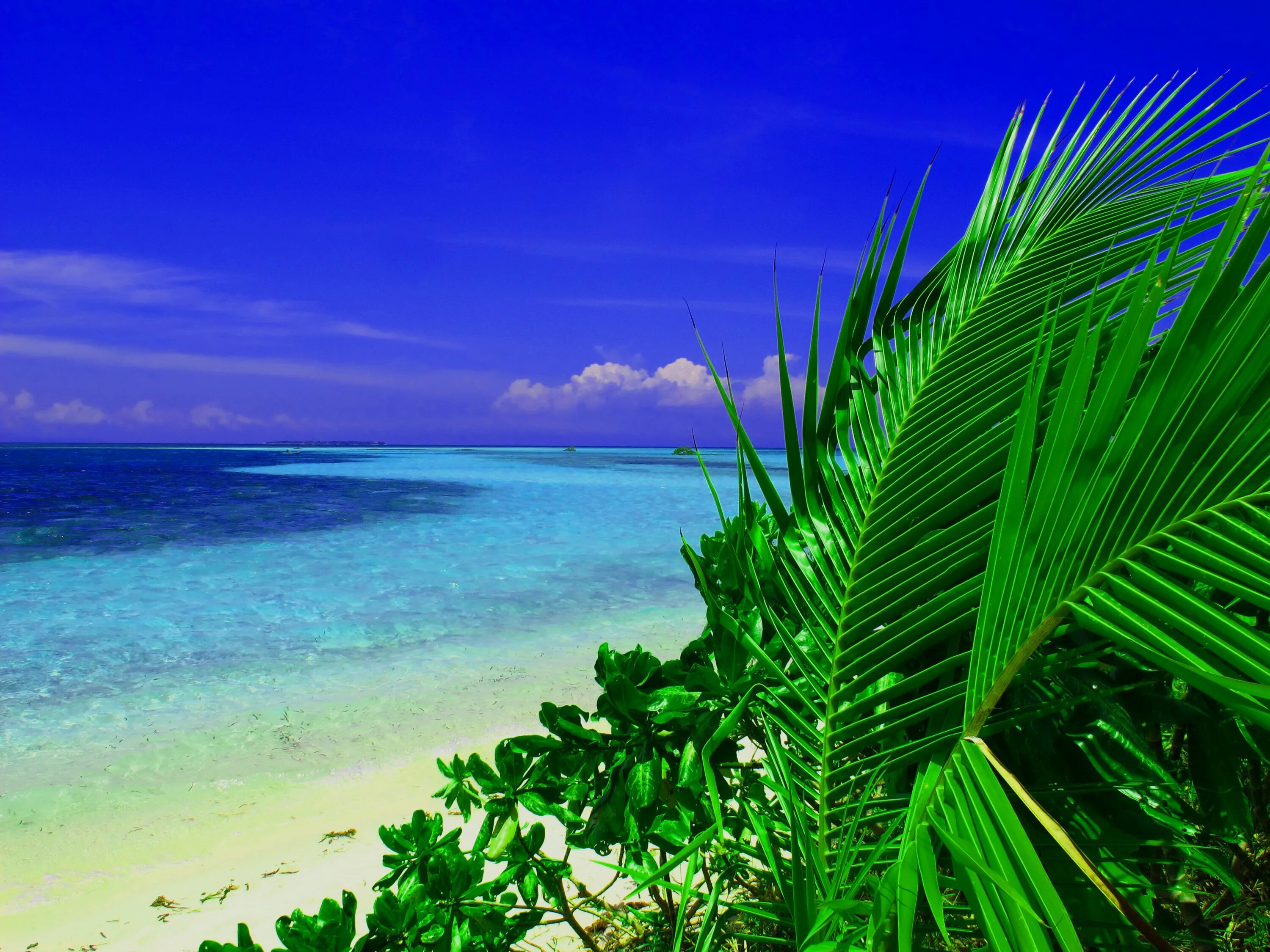 Тропический остров. Тропический пейзаж. Зелено голубое море. Пальма с зеленым морем.
