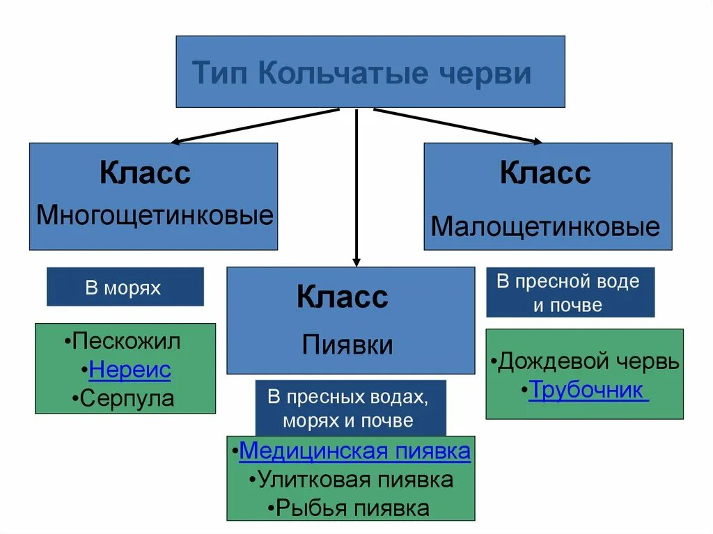 Систематика кольчатых червей таблица. Общая характеристика кольчатых червей. Характеристика типа кольчатые черви. Общая характеристика кольчатых червей 7 класс. Систематические группы кольчатых червей