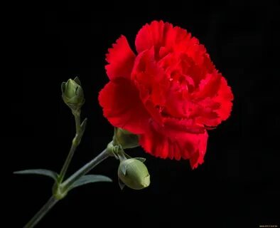 Красные гвоздики цветы