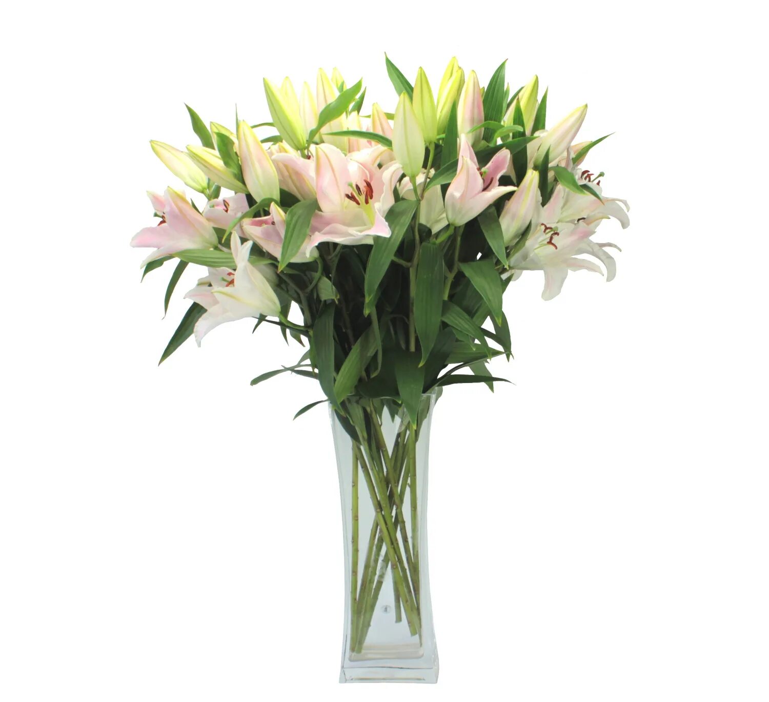 цветы оптторг воронеж. цветы оптторг. Dd flowers 24. цветы опторг памятник славы. цветы оптторг.