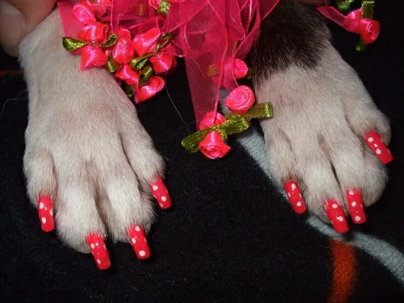Маникюр с собаками. Собака с накрашенными ногтями. Кот с накрашенными ногтями.