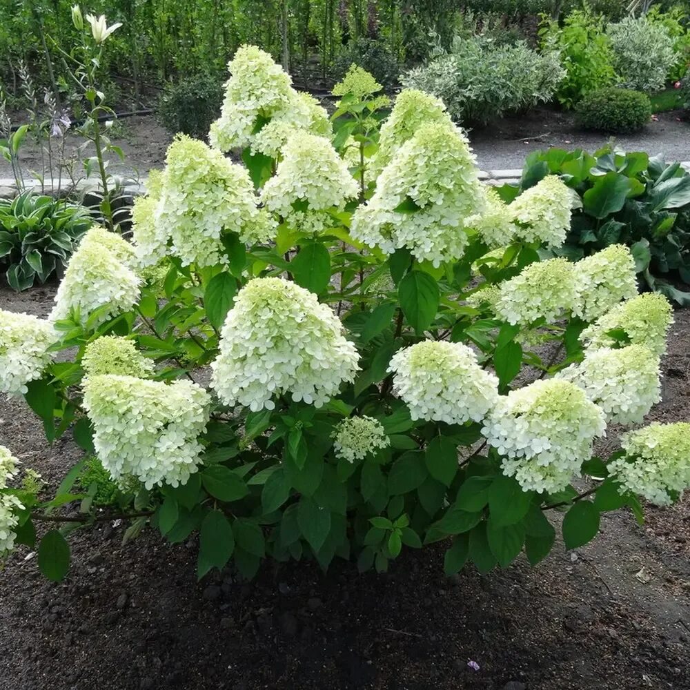 Pin by Marija Zoric on ideje Hydrangea paniculata, Colorful shrubs, Variegated p