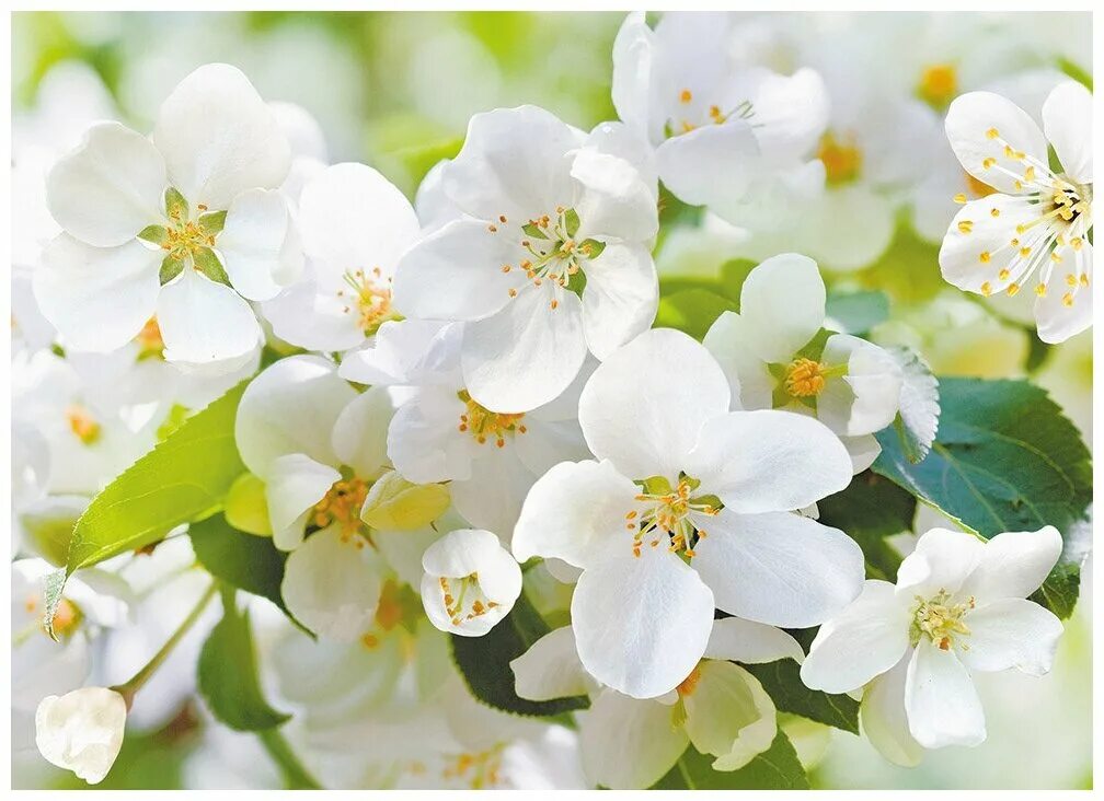 Магнолия кобус цветет. Тютчевка черешня цветение. Расцвела 10. Расцвела 10. Весна черемуха.