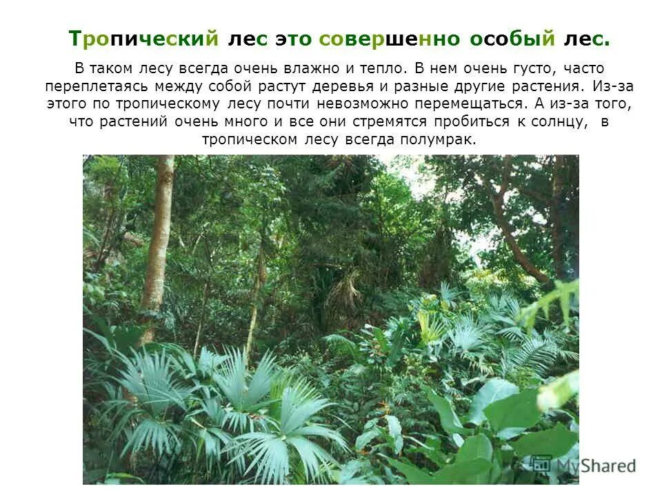 расположение тропиков на карте. тропический лес где находится на карте. влажные тропические леса на карте мира. растения которые растут в тропическом лесу. зона тропических лесов на карте мира.
