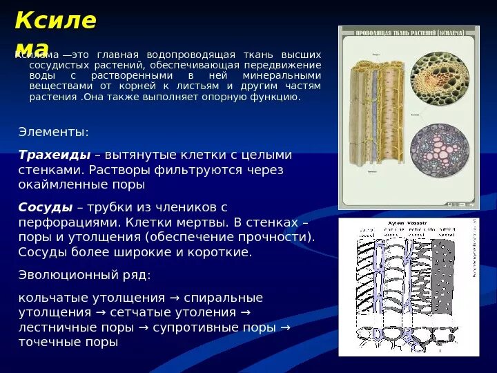 Проводящие ткани обеспечивают. Движение веществ по тканям растения. Элементы ксилемы и флоэмы. Проводящая ткань строение клетки. Проводящие элементы воды и минеральных солей