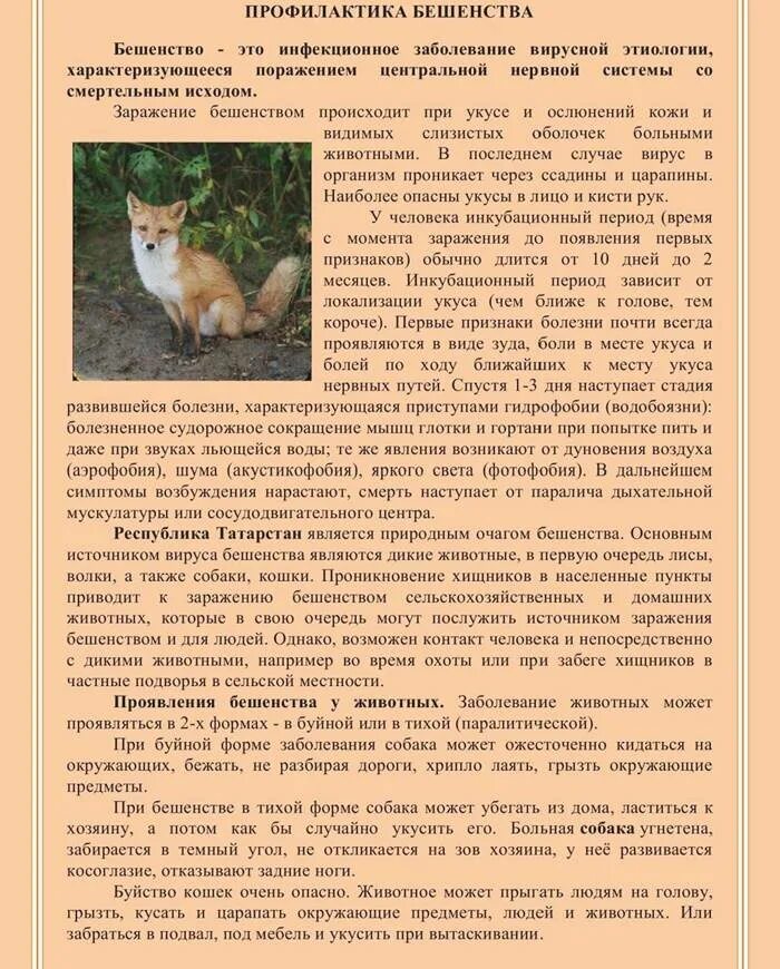 Как понять что у кота бешенство. Первые симптомы бешенства у кота. бешенство у животных симптомы у кошек. симптомы бешенства у котки. формы проявления бешенства.